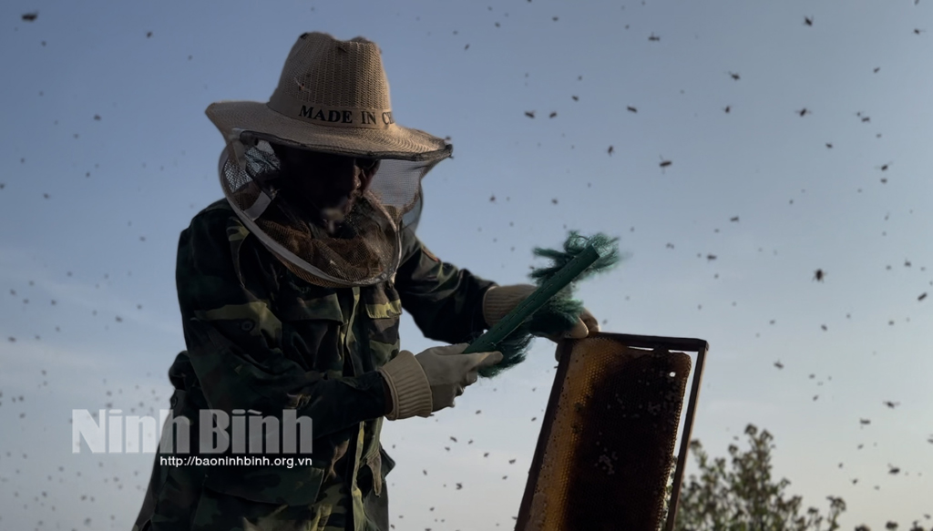 Mùa mật ngọt nơi rừng ngập mặn Kim Sơn