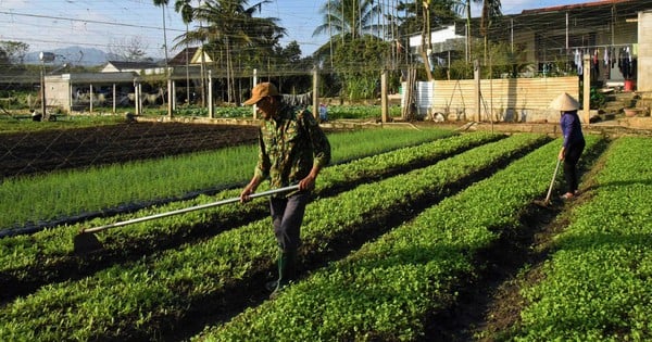 La gente aquí en Nghe An sólo cultiva verduras fuera de temporada, que se venden como pan caliente y, en cuanto las recogen, se agotan.