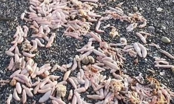 Penis fish carcass on Multillar beach. Photo: Jam Press