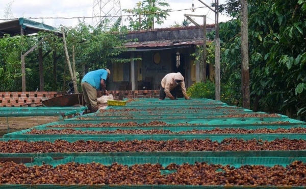 Giá cà phê có xu hướng ổn định sau đợt giảm