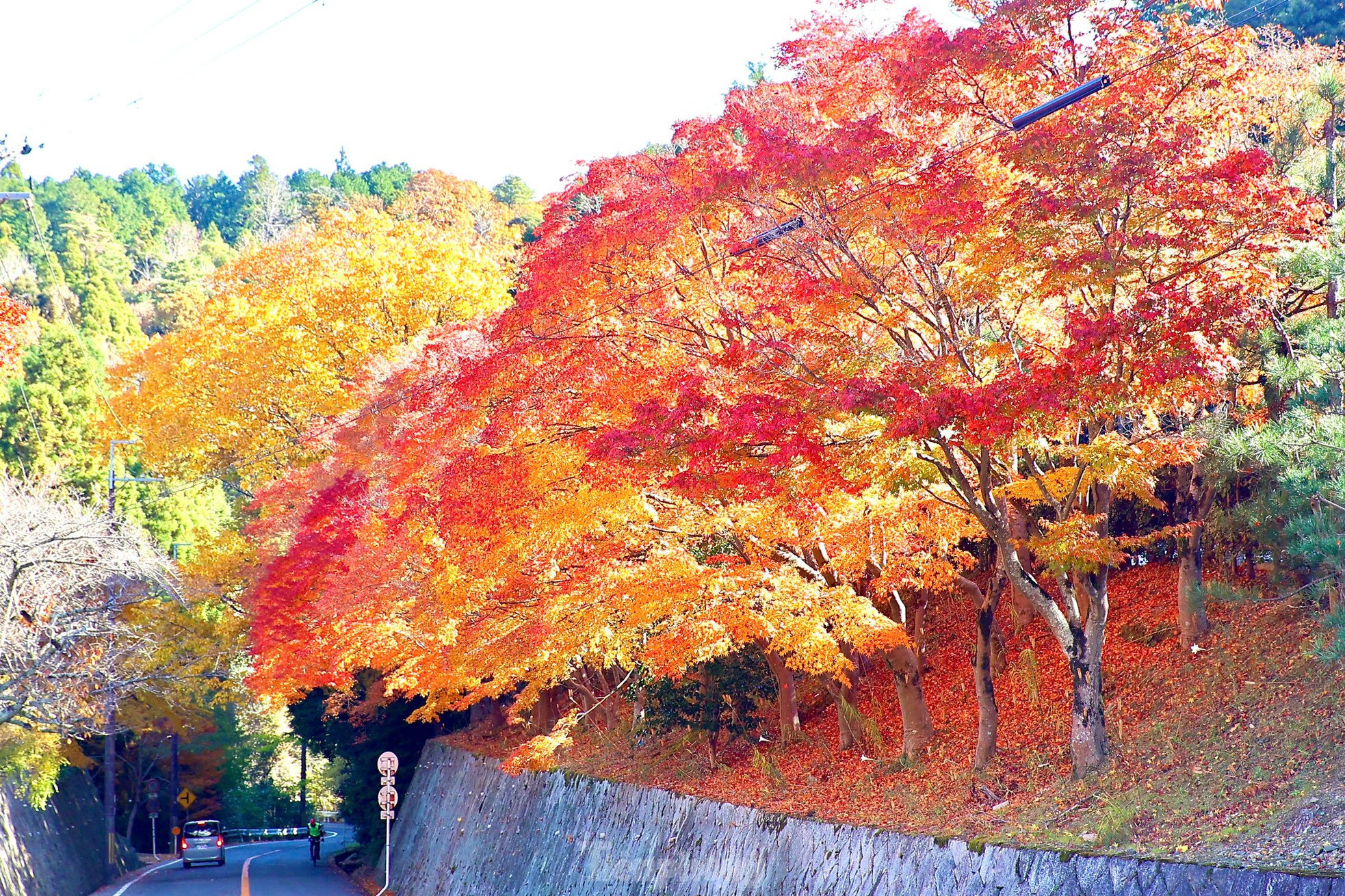 Fasziniert von der Herbstlandschaft mit roten und gelben Blättern in Japan, Foto 3