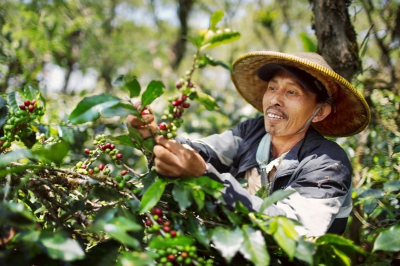 Arabica coffee prices skyrocket, Vietnamese coffee exports benefit