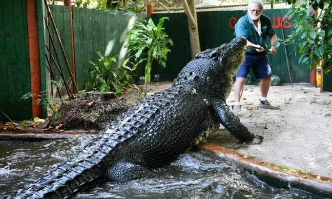 Cassius a une espérance de vie estimée à environ 120 ans. Photo : ABC News