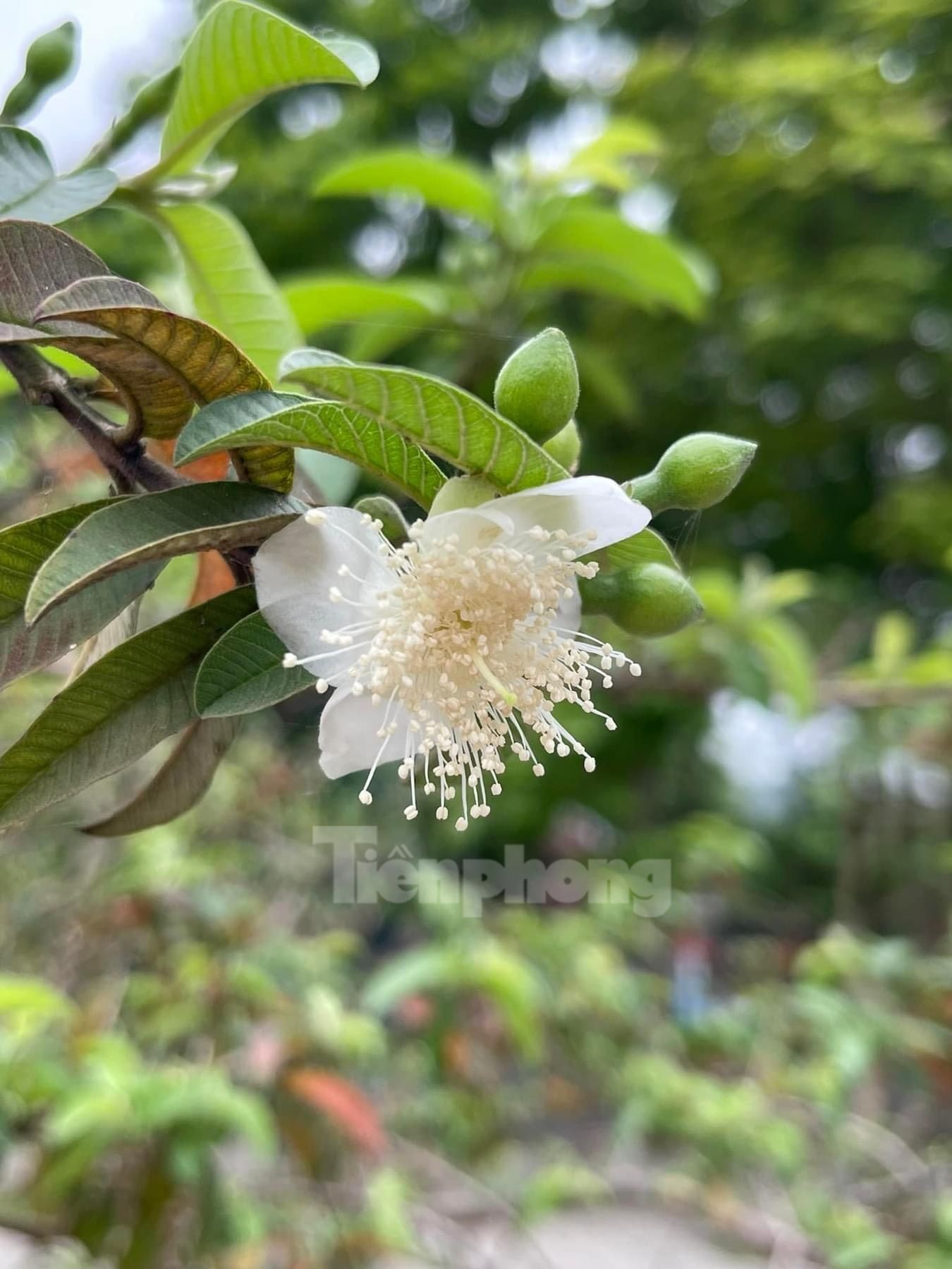 El árbol de guayaba 'sonriente' despierta curiosidad en Yen Bai foto 5