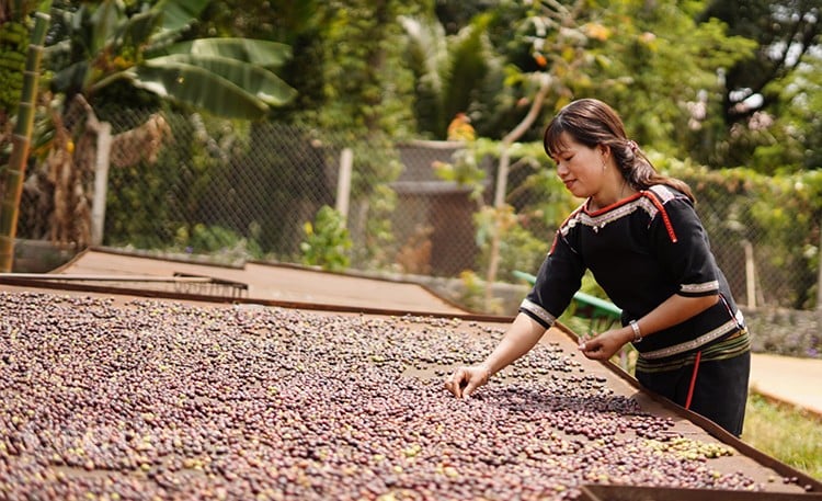 Noruega aumenta las compras de café del mercado vietnamita