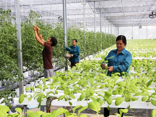 Hanoi: La transferencia de tecnología promueve la economía circular en la agricultura