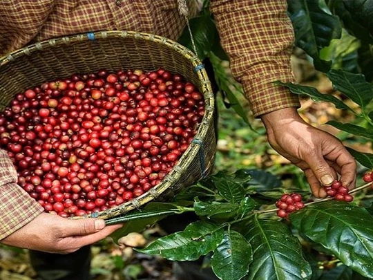 Kim ngạch xuất khẩu cà phê tăng mạnh