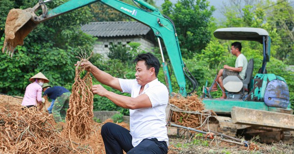 ในพื้นที่ภูเขาที่สูงที่สุดของจังหวัดวิญฟุก ผู้คนปลูก Morinda officinalis และเมื่อพวกเขาขุดรากขึ้นมา เชื่อกันว่ารากของ Morinda officinalis มีผลที่แข็งแรง มีสุขภาพดี และมีคุณค่าทางโภชนาการ