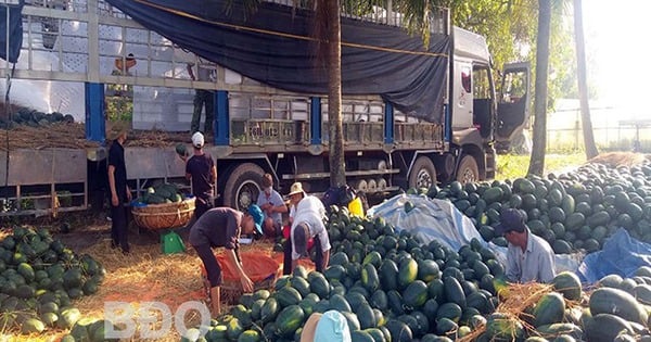 A delicious fruit in Binh Dinh, this season the farmers have successfully grown it, 10 fruits like 10, selling at a bargain price