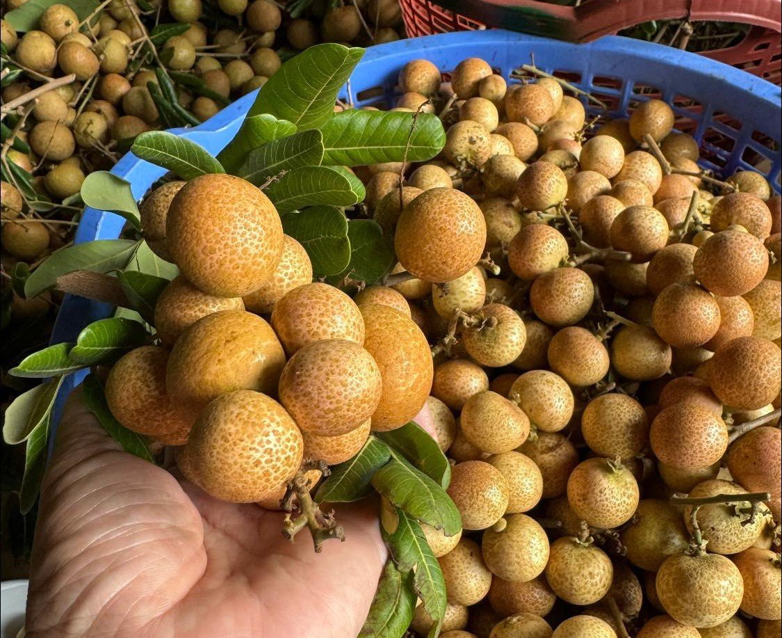 Loại quả giữa mùa luôn 'cháy' hàng, tốt cho người bị mất ngủ, chế biến nhiều món ngon bất ngờ- Ảnh 1.