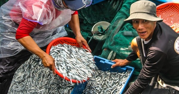 Binh Dinh fishermen hit the jackpot, catching 225 tons of shrimp and anchovies after 3 days