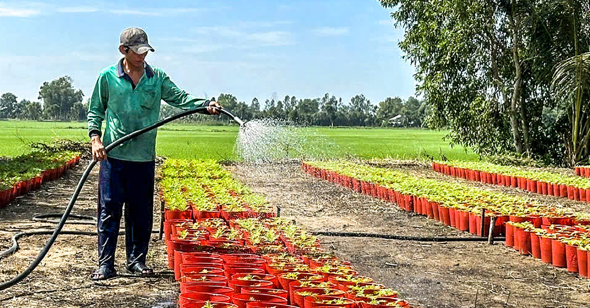 Chi phí tăng, nông dân miền Tây trồng hoa Tết lo lắng