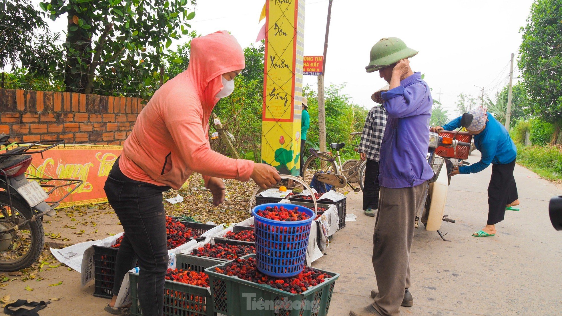 Dâu tằm vào mùa thu hoạch, chín đỏ vùng ven ngoại thành Hà Nội ảnh 11