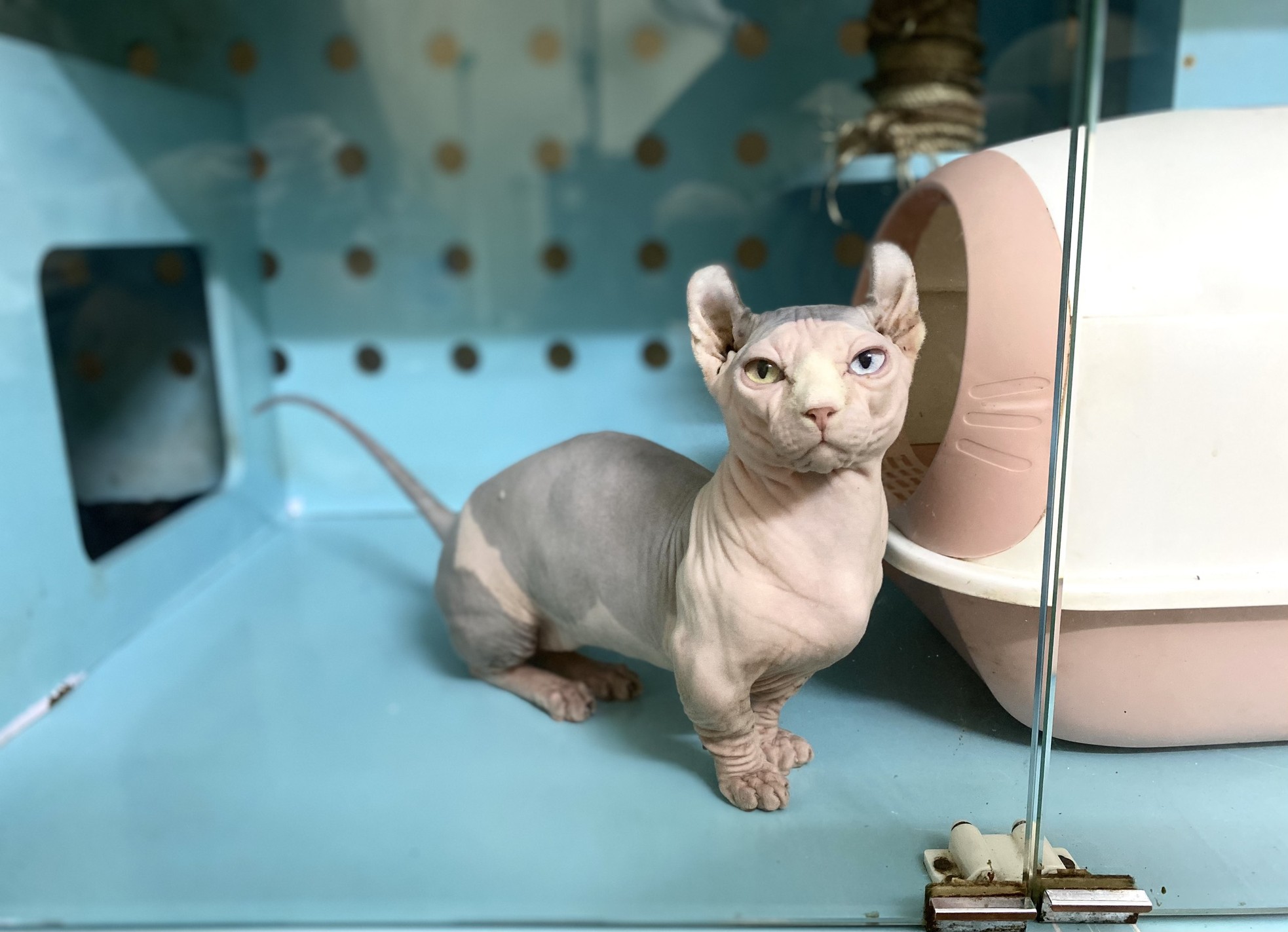 9x Mädchen besitzt milliardenschwere haarlose Katzenfarm Foto 4