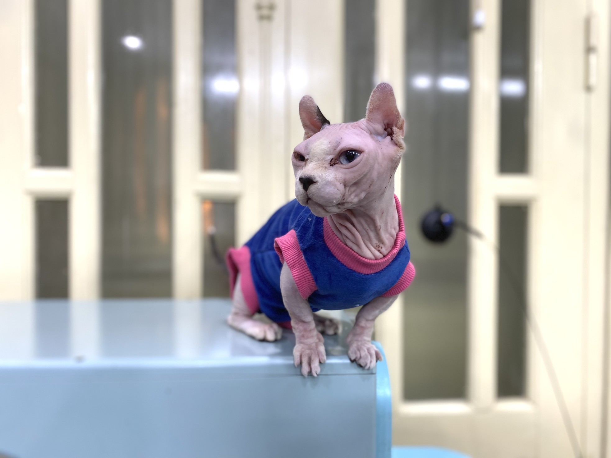 9x Mädchen besitzt milliardenschwere haarlose Katzenfarm Foto 2