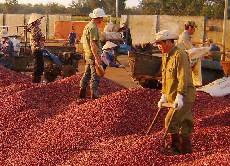 Escasez local de oferta, precio de exportación del café más alto en 30 años