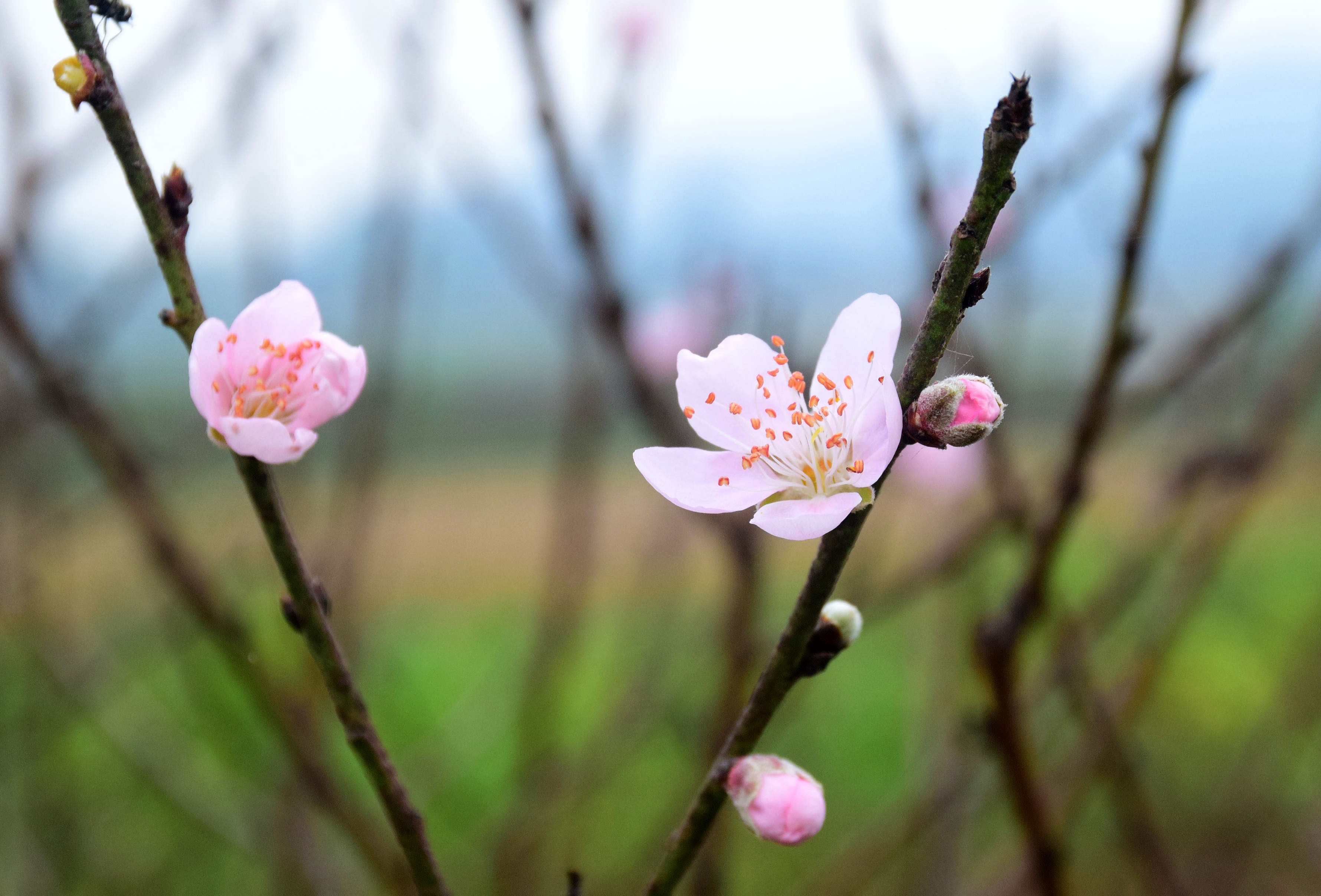 葉を剥ぎ、芽を育てて春の色彩をもたらす