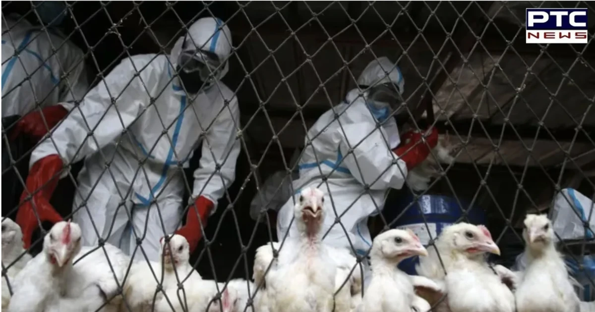 Warning of the risk of a bird flu pandemic 100 times worse than Covid-19