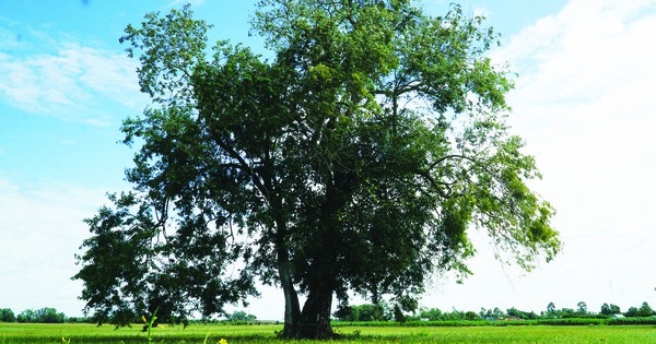 Strange, nameless, ageless ancient tree in the middle of a field in Tay Ninh province makes netizens crazy