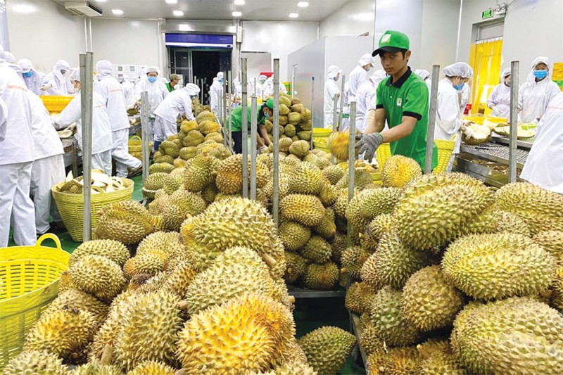 新たな記録を樹立し、果物と野菜産業は困難に陥る