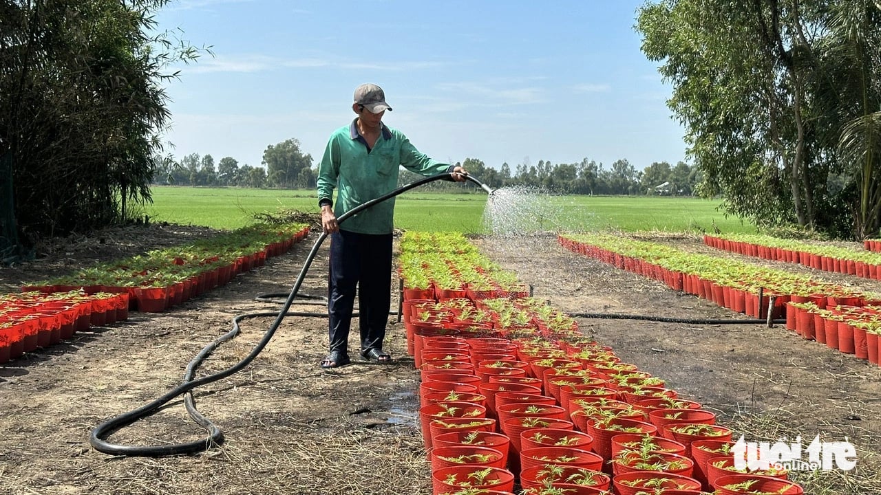 Nông dân trồng hoa Tết lo lắng vì chi phí tăng - Ảnh 1.