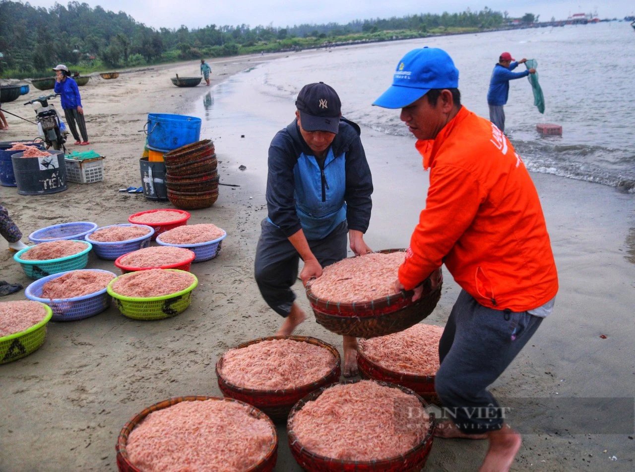 Trúng cả tấn ruốc biển, ngư dân Đà Nẵng thu tiền triệu mỗi ngày- Ảnh 5.