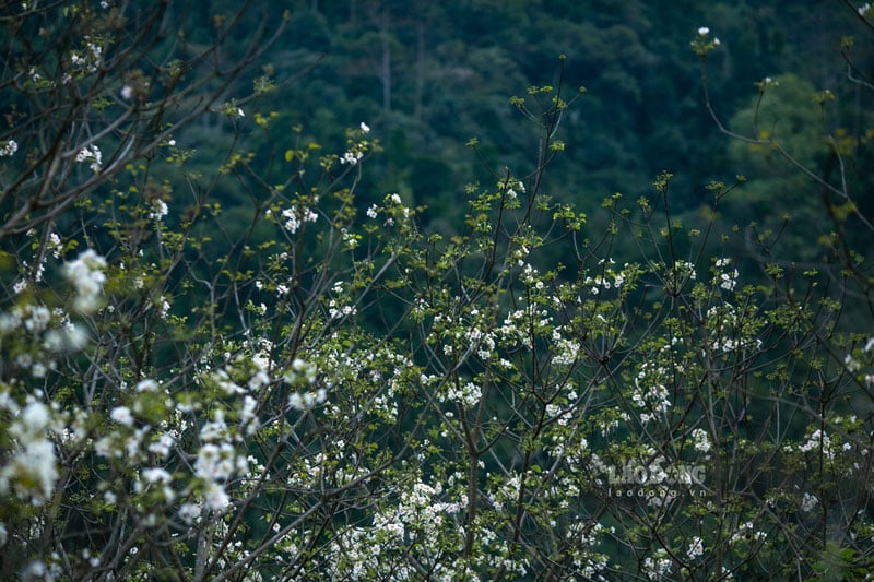 Among the hills, the wild and rugged mountainous areas, the Barringtonia acutangula trees stretch out to the sun and show off their fresh flower clusters.