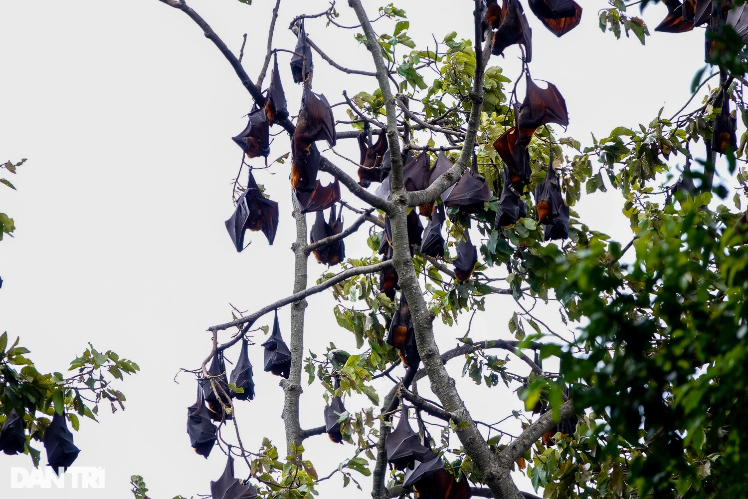 Les pagodes occidentales attirent les oiseaux et les chauves-souris qui y restent pendant des décennies