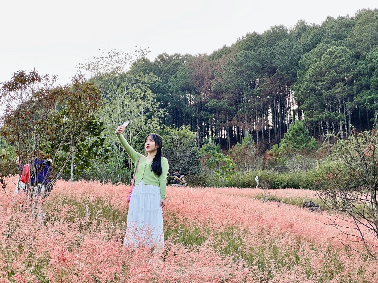 Régalez vos yeux des magnifiques collines d'herbe rose de Da Lat, photo 9