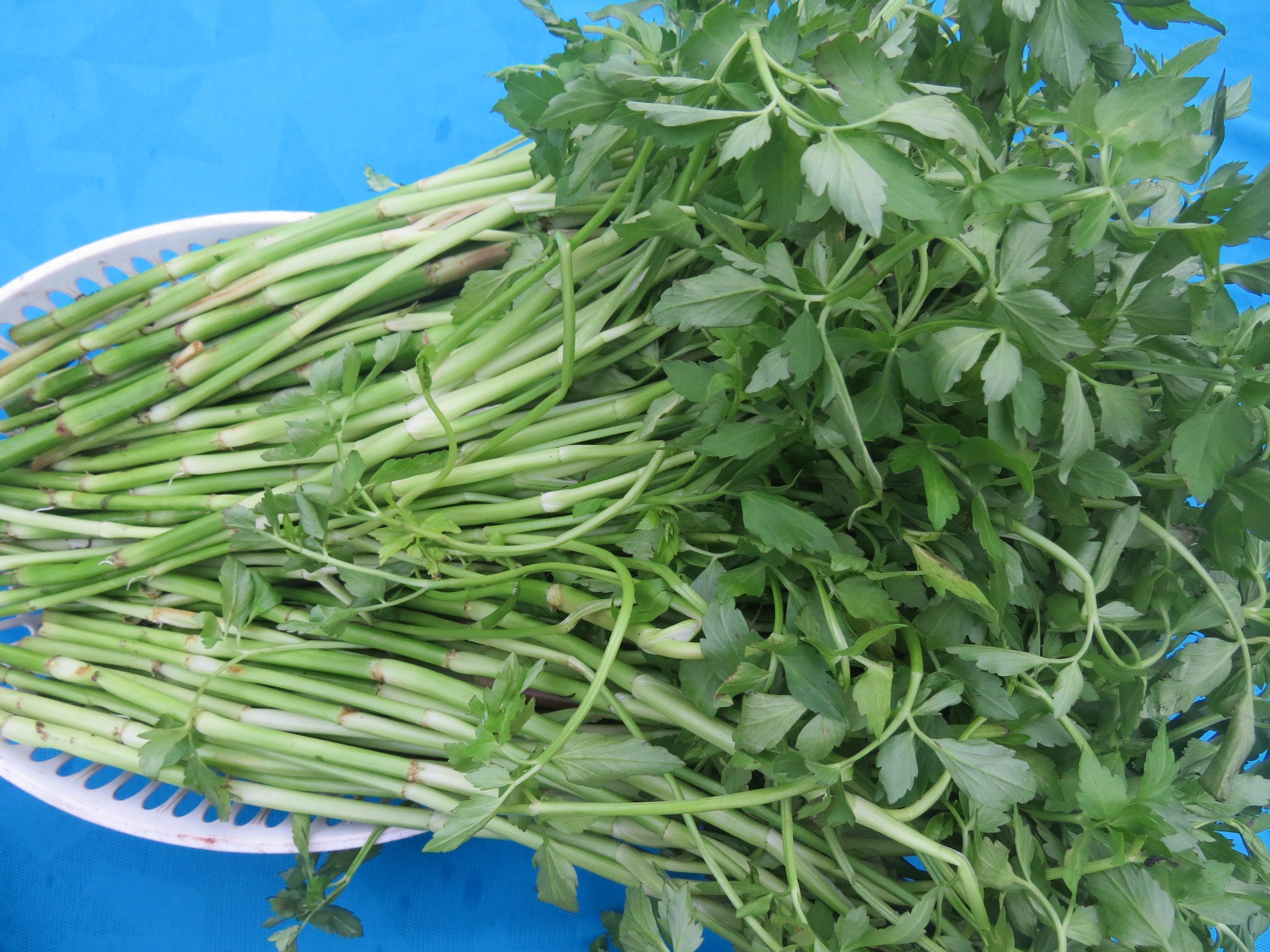 Hương cần ta hòa cùng tỏi Lý Sơn- Ảnh 1.