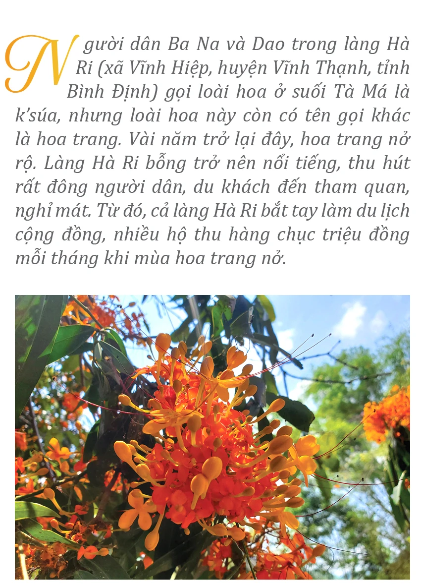 Hoa trang rung-1.jpg