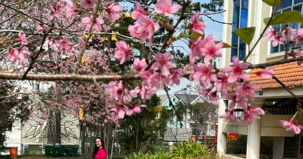 ดอกไม้ย้อมสีชมพูโรงเรียนที่มีทิวทัศน์สวยงามที่สุดในเอเชียตะวันออกเฉียงใต้