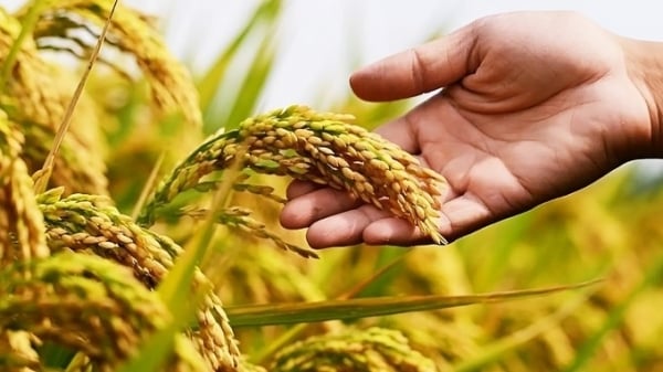 Le prix du riz a augmenté de 100 VND/kg, le prix du riz à l'exportation a fortement diminué