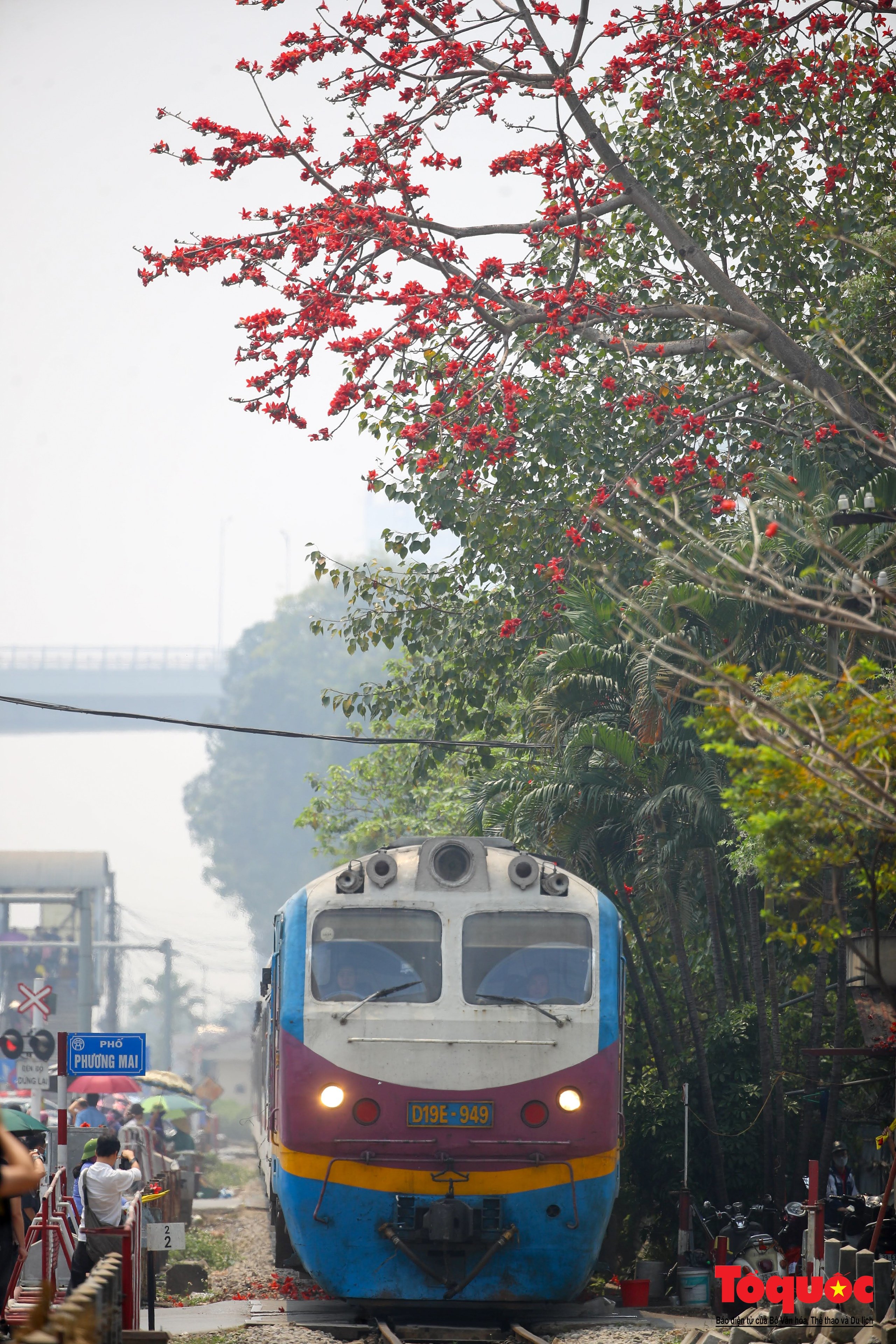 Mùa hoa gạo trong phố - Ảnh 14.