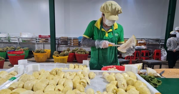 La Chine est le pays qui achète le plus de durian au monde et cultive 2 700 hectares sur l'île de Hainan. Que devrait faire le Vietnam ?