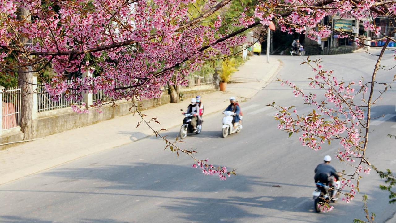 El hermoso paisaje rosado es como una pintura que fascina a los visitantes. Foto: Nguyen Nghia