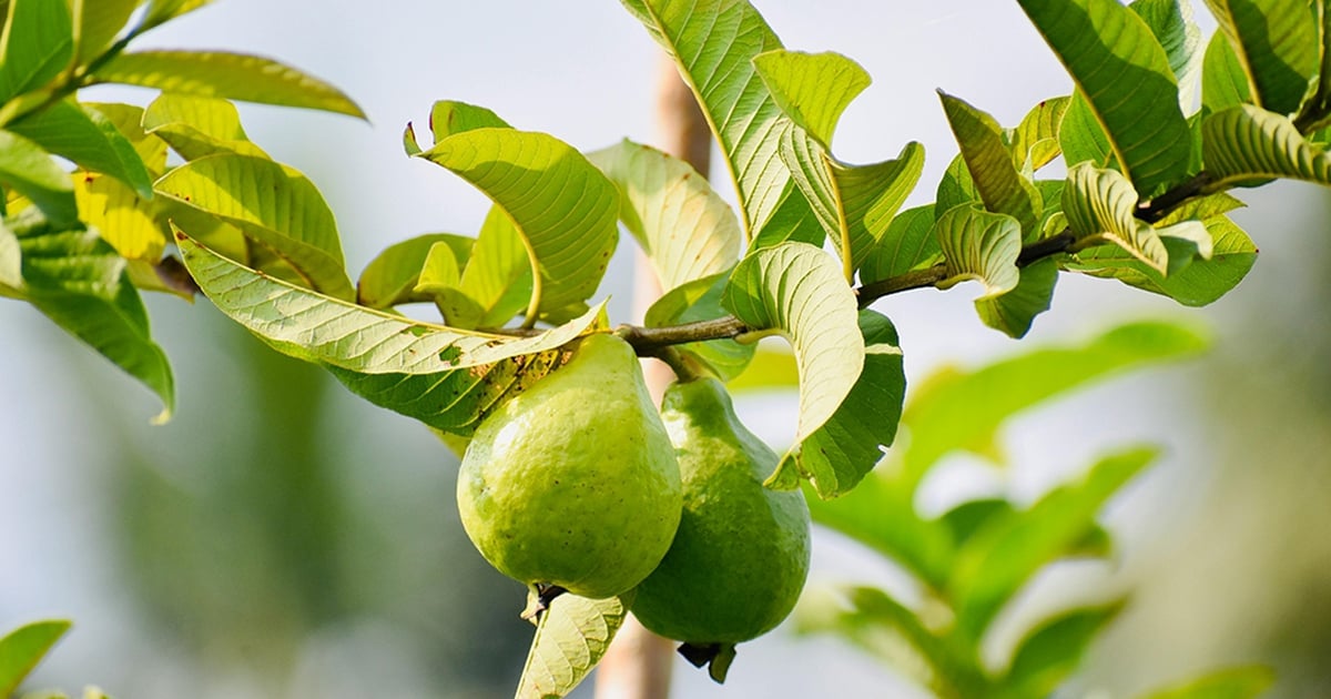 What are the health benefits of guava leaves?