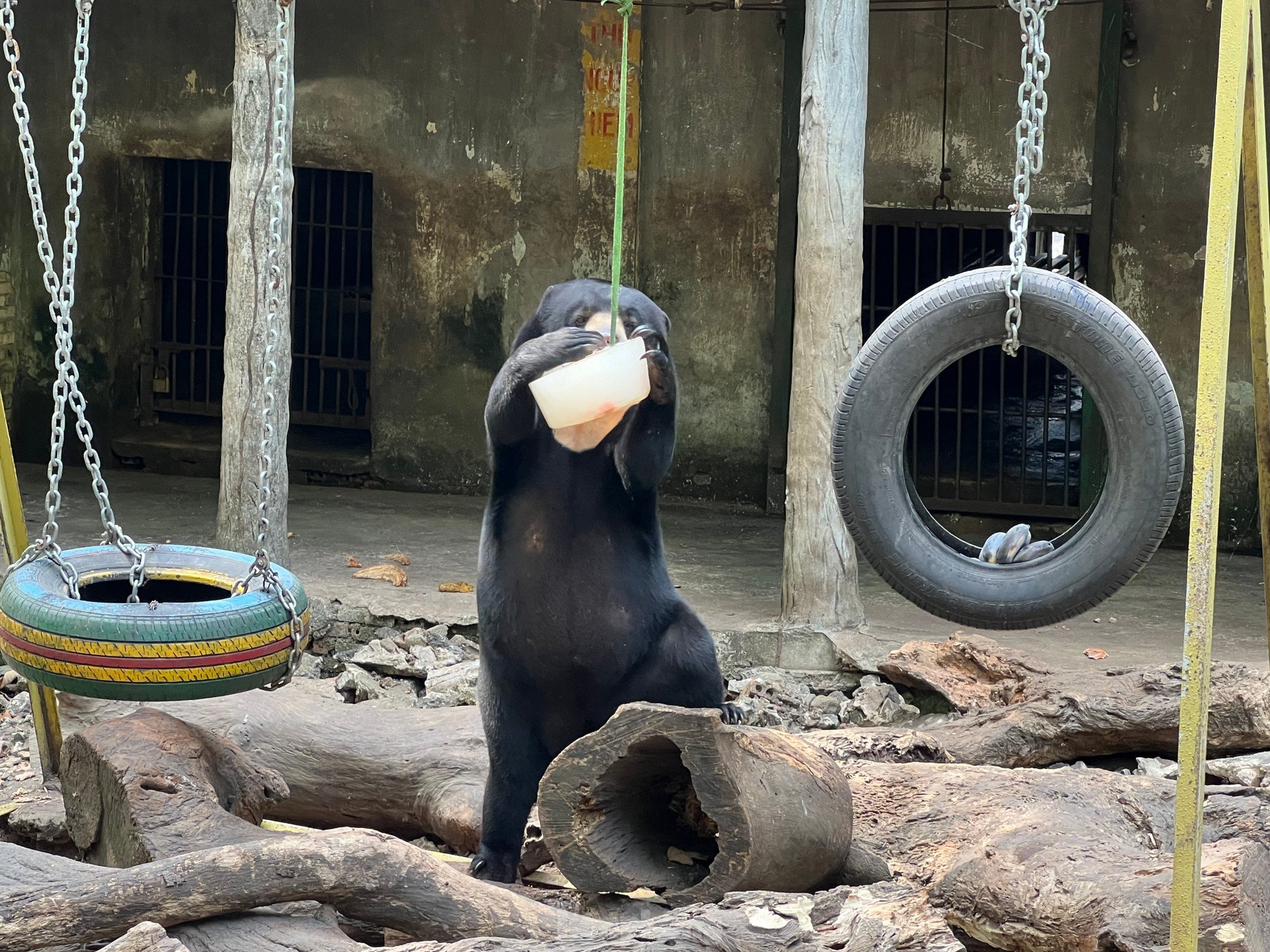 ホーチミン市動物園で偶然クマに遭遇…アイスクリームを食べている写真5