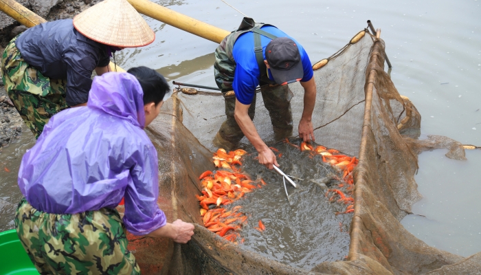 Dân làng Thủy Trầm hối hả vớt cá chép đỏ phục vụ Tết ông Công ông Táo