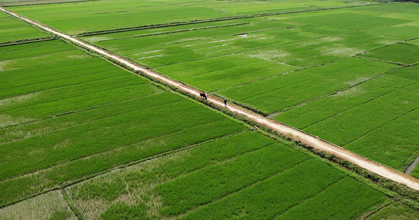 Les jeunes rizières parfumées et les champs sans fin de Hoi An attirent les touristes en masse.