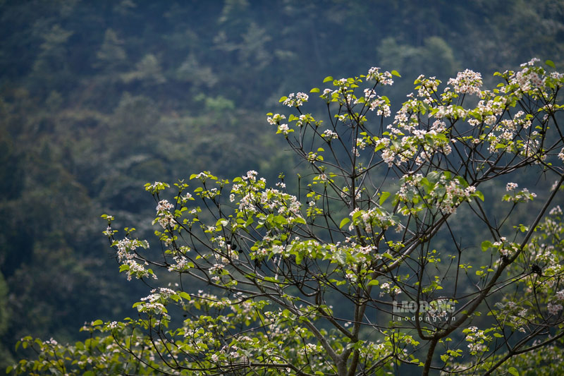 Many local people do not know why this flower is called 