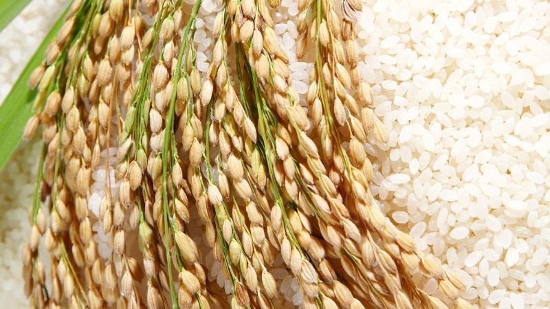 Prix ​​du riz aujourd'hui 11 novembre 2024 : Le prix du riz a augmenté de 50 à 100 VND/kg ; Le prix du son sec a été réduit de 300