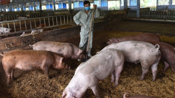 Pig farming meets over 70% organic criteria, challenging disease