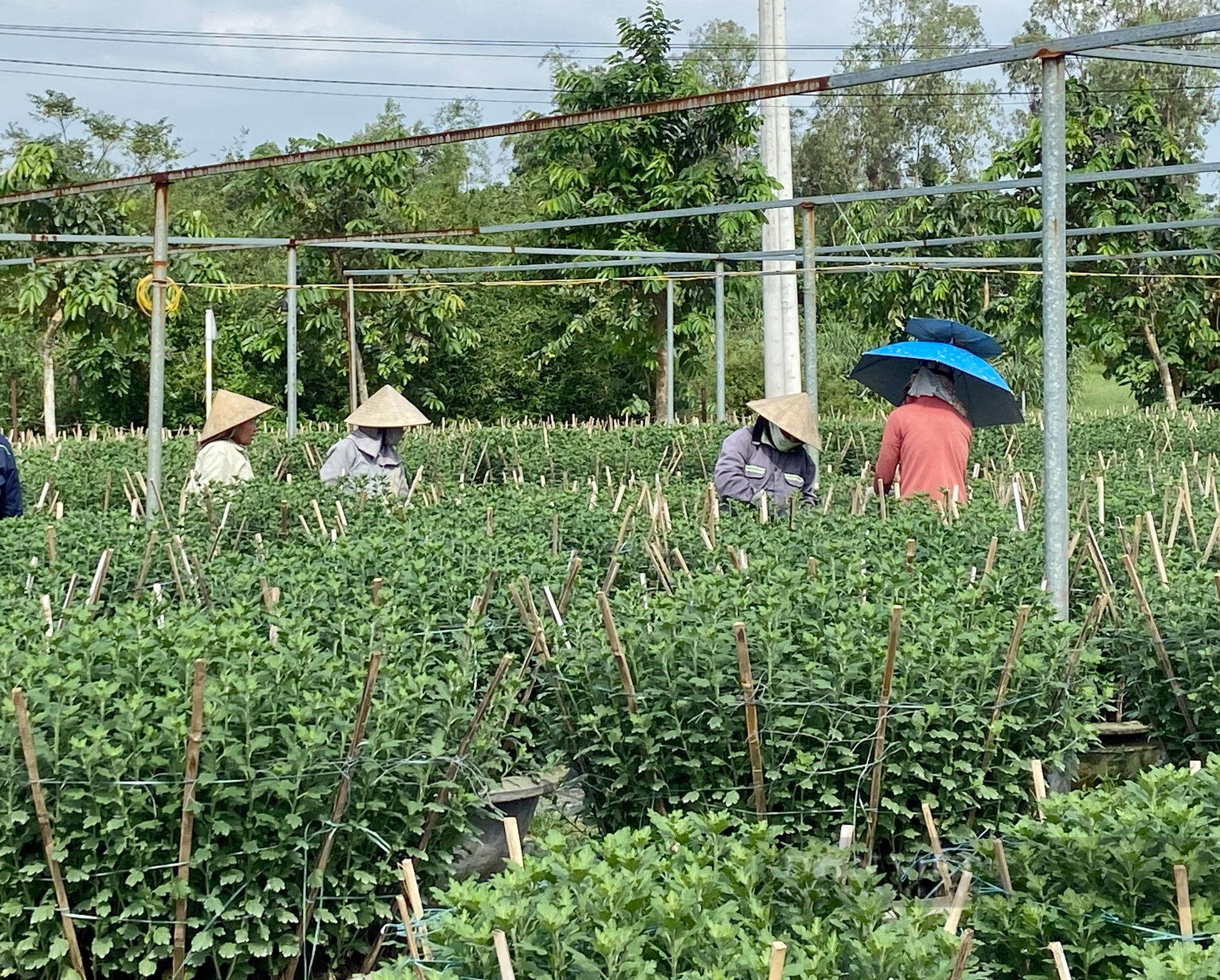 Trồng vô số loại hoa Tết, nông dân ở làng hoa lớn nhất Đà Nẵng mong chờ điều này - Ảnh 1.