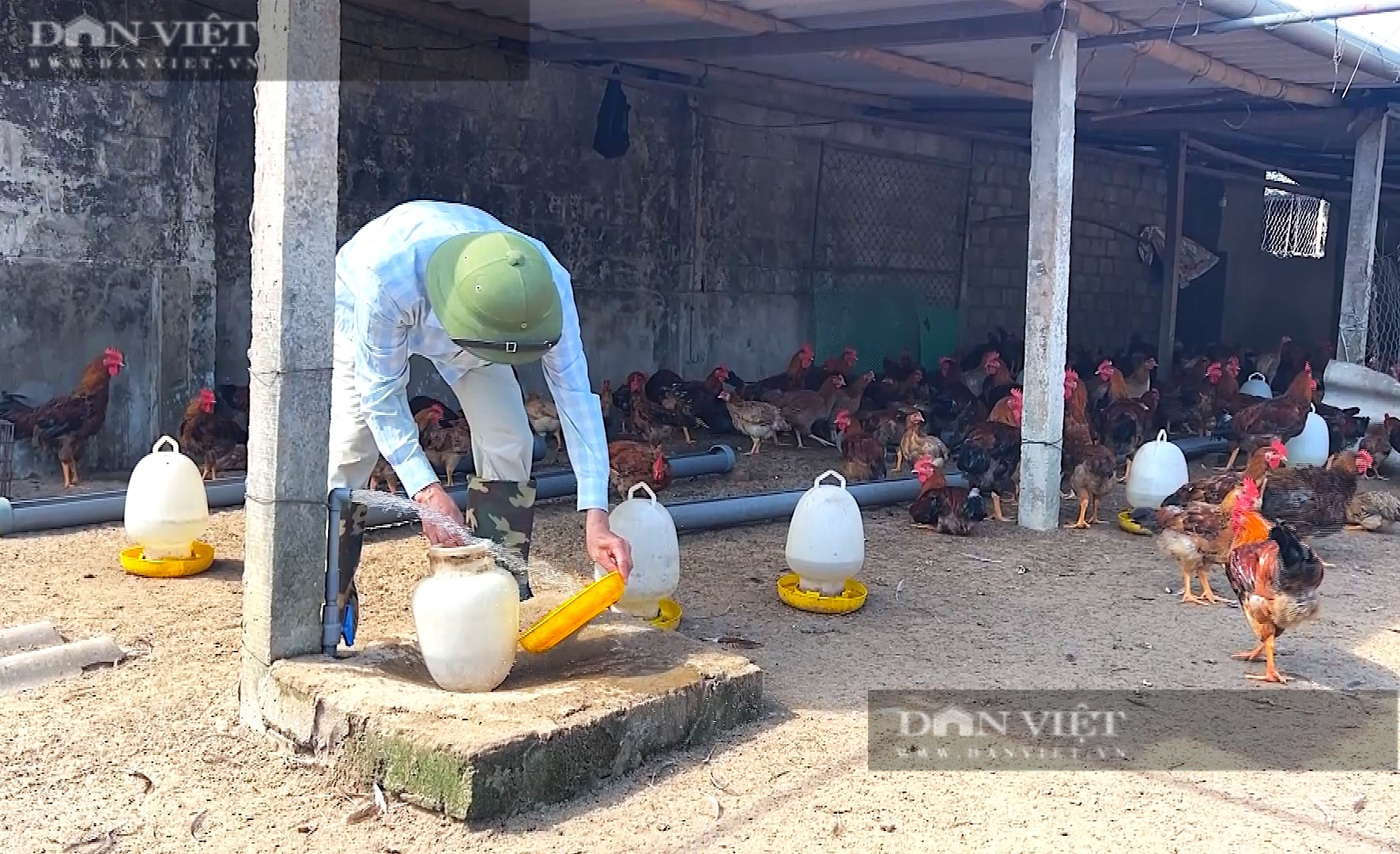 Nông dân Hà Tĩnh vỗ béo giống gà “siêu lớn” đón Tết cổ truyền - Ảnh 9.