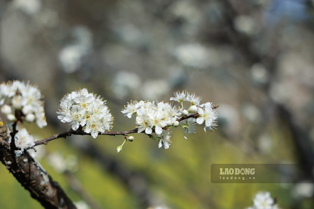 ផ្កា Plum នៅទីនេះ ច្រើនតែហៅថា ផ្កាតាវ៉ាន់ ដែលមានផ្កាតូចៗ ធម្មតានៃខ្ពង់រាបពណ៌សនៃ Bac Ha ។