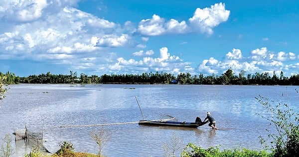 Flooding in the upstream areas of the West, Soc Trang people push sticks to catch snakehead fish, delicious snakehead fish sauce