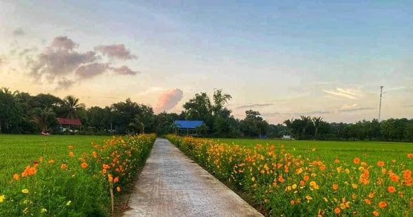 The road of toad flowers attracts thousands of people in a new rural commune in An Giang, the sunset is as beautiful as in the movies.