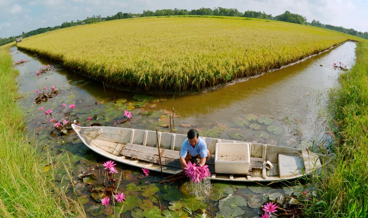 Miền Tây bội thu vụ lúa - tôm- Ảnh 1.