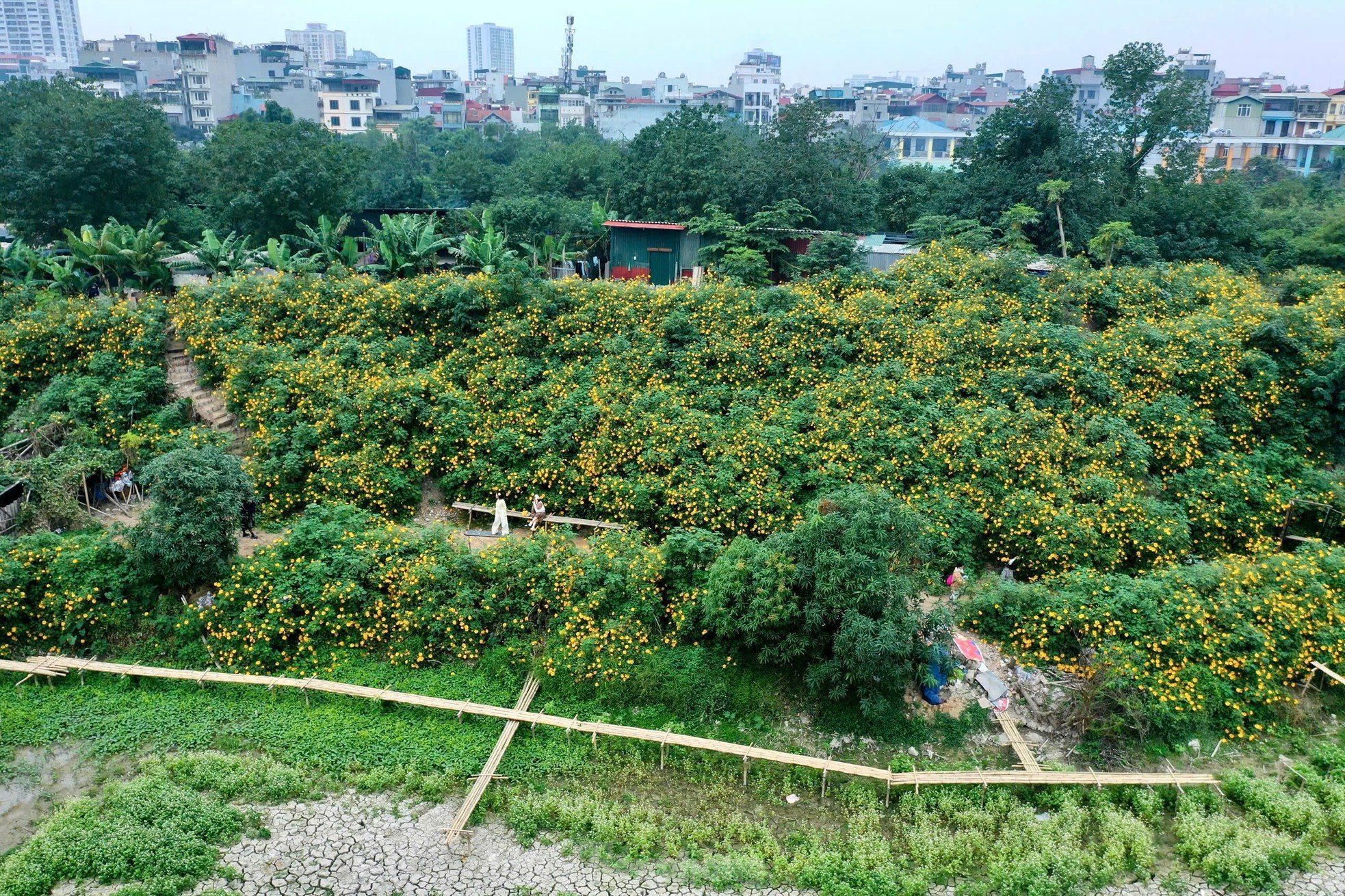 Chiêm ngưỡng vẻ đẹp hoa tam giác mạch, dã quỳ vàng nở rộ giữa lòng Thủ đô ảnh 1